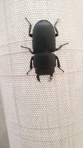 Lesser Stag Beetle