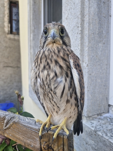 Eurasian Kestrel