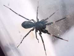 Liophrurillus flavitarsis