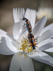 Eupompha elegans