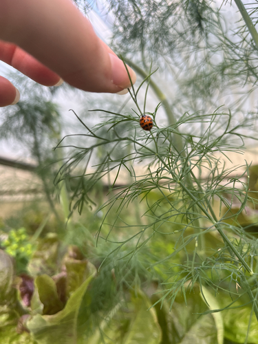 Asian Lady Beetle