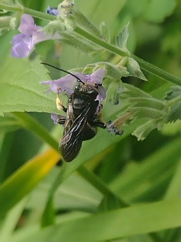 Two-spotted Longhorn Bee