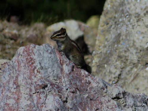 Buller's Chipmunk