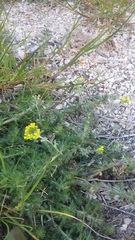 Alyssum trichostachyum