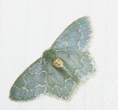 Metallochlora grisea