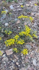 Alyssum trichostachyum