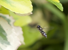 Platycheirus albimanus