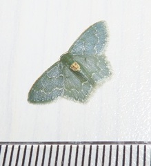 Metallochlora grisea