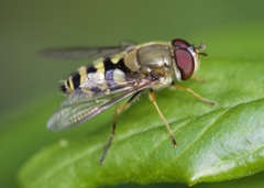 Syrphus
