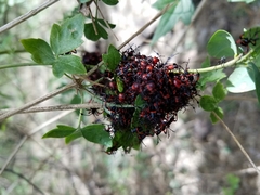 Pachylis neocalifornicus