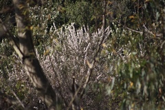 Ceanothus verrucosus