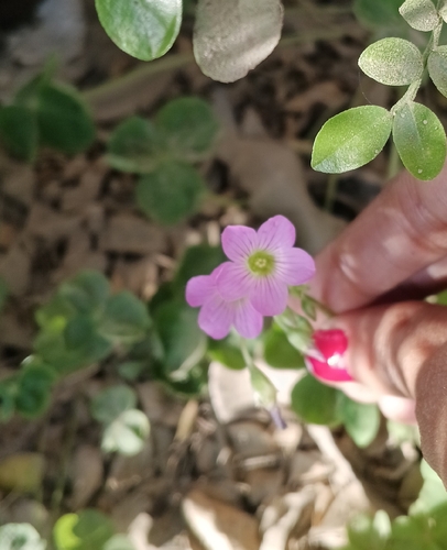 Largeflower pink-sorrel