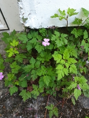Geranium robertianum
