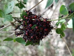 Pachylis neocalifornicus