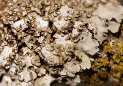 Physconia leucoleiptes