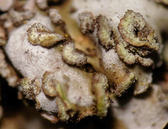 Physconia leucoleiptes