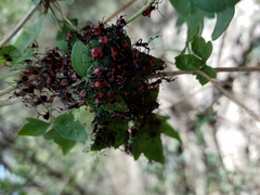 Pachylis neocalifornicus