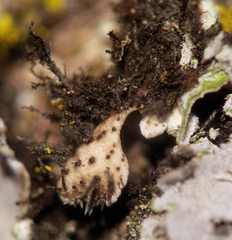 Physconia leucoleiptes