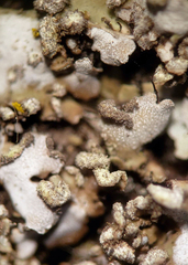 Physconia leucoleiptes