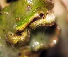 Physconia leucoleiptes