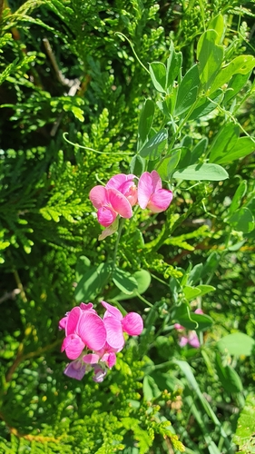 tuberous pea