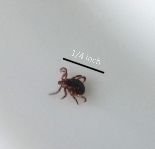 American Dog Tick