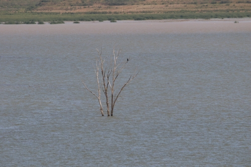 Great Cormorant