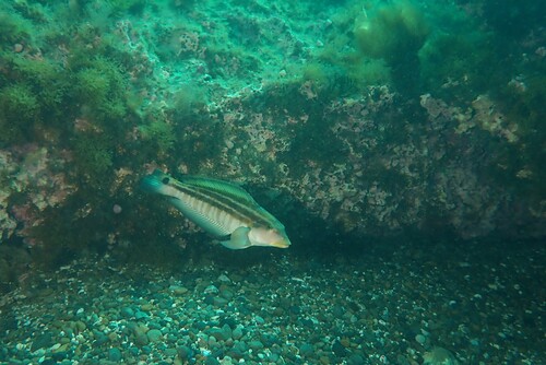 Brazilian sandperch (Pinguipes brasilianus) — Pinguipedidae — 4