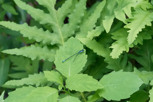 Aurora Damsel