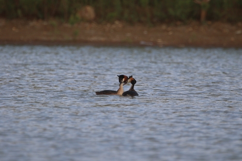 Great Crested Grebe