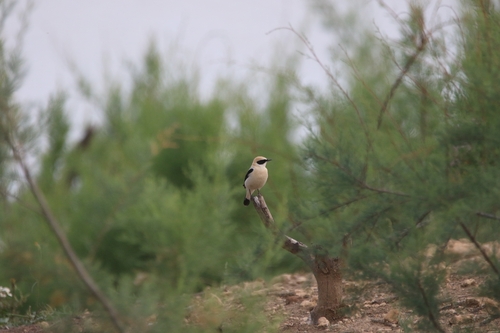 Western Black-eared Wheatear