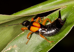 Carcinophora americana