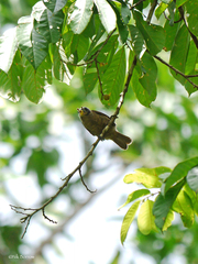 Gymnobucco peli