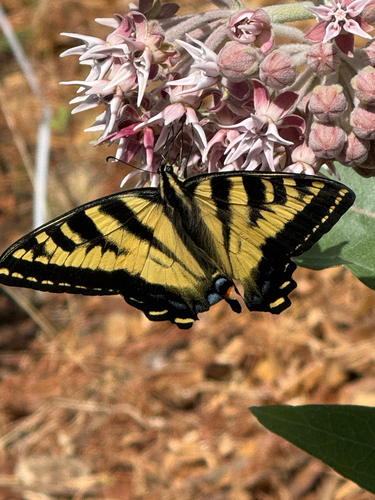 Western Tiger Swallowtail, NW 27th Ct, Vancouver, WA, US, photo 9 of 10
