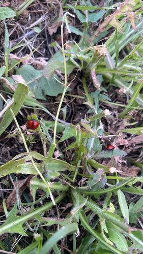 Two-spotted Lady Beetle