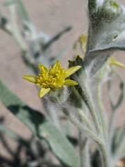 Baileya pauciradiata