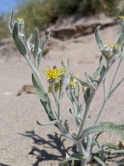 Baileya pauciradiata