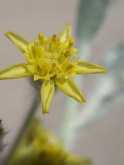 Baileya pauciradiata