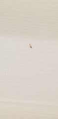 Graphopsocus cruciatus