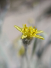 Baileya pauciradiata