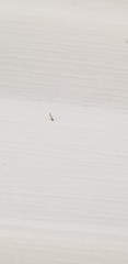 Graphopsocus cruciatus
