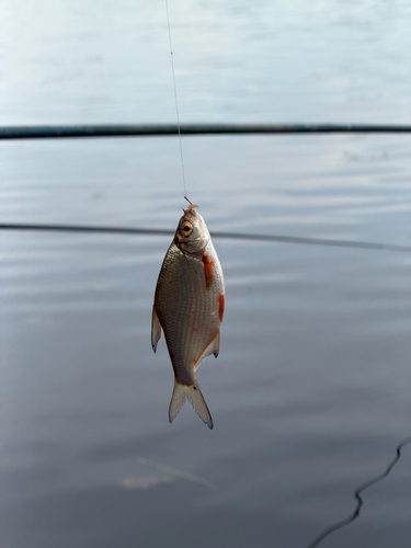 Silver Bream