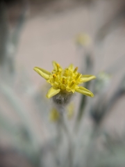 Baileya pauciradiata