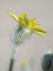 Baileya pauciradiata