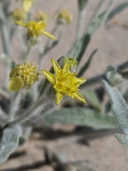 Baileya pauciradiata