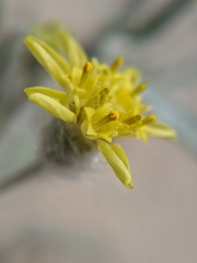 Baileya pauciradiata