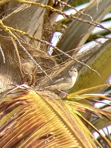 Zitting Cisticola
