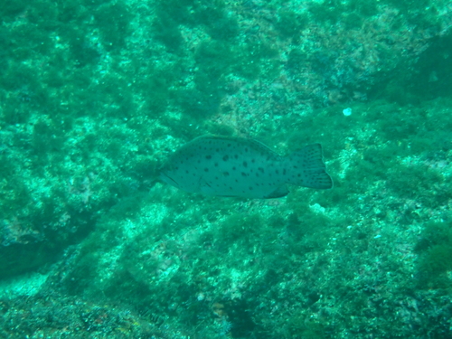 Zaagstaart-tandbaars (Mycteroperca prionura) — Serranidae — 2