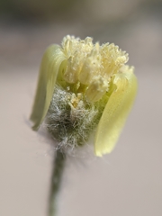 Baileya pauciradiata