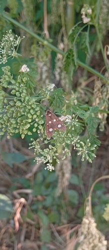 Dysauxes famula